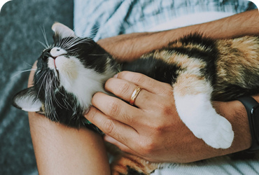 kedi maması çeşitleri